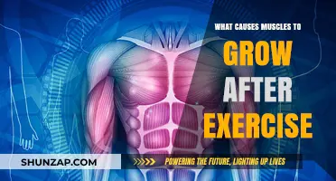 Unveiling the Science Behind Muscle Growth Post-Workout