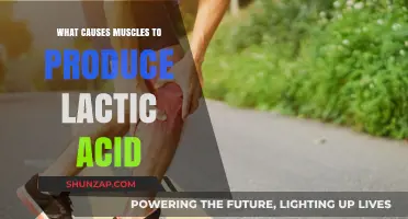 Understanding Lactic Acid: Causes of Muscle Production During Exercise