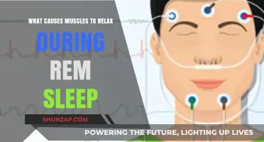Unraveling REM Sleep: Why Muscles Relax During Vivid Dreams