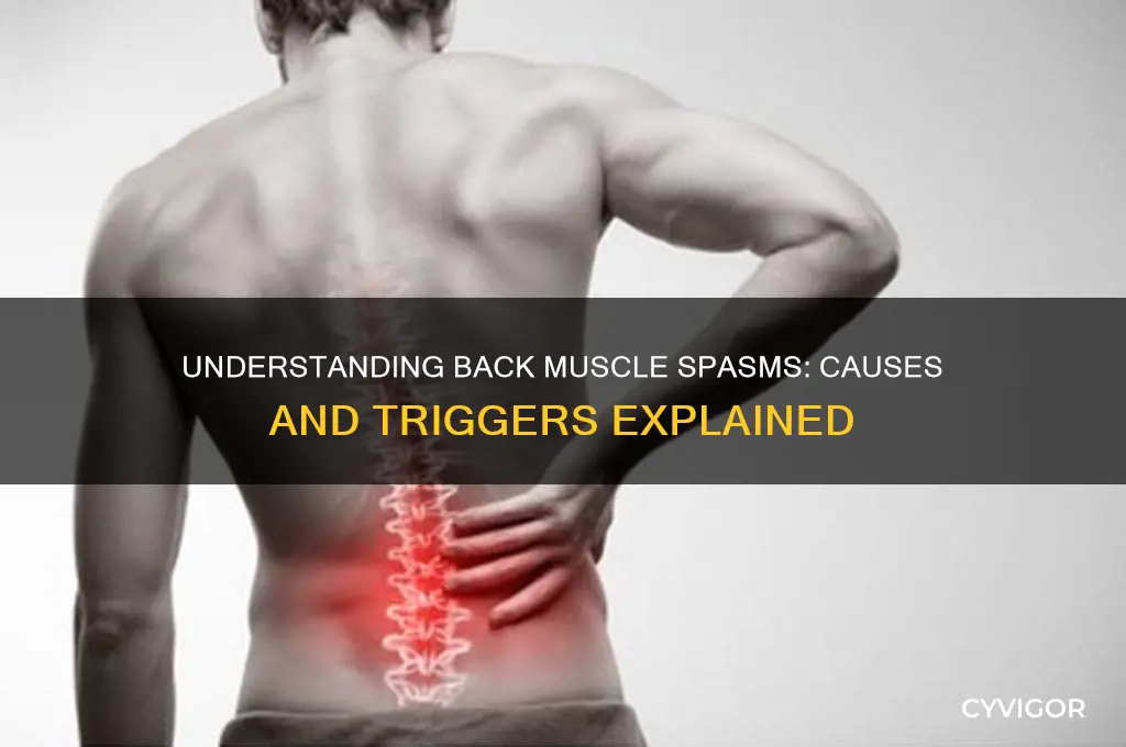 Understanding Back Muscle Spasms Causes And Triggers Explained CyVigor Understanding Back Muscle Spasms Causes And Triggers Explained CyVigor