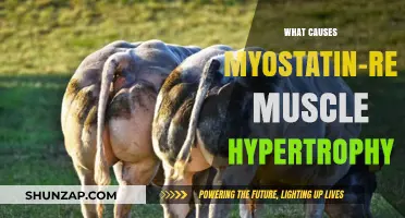 Unraveling Myostatin's Role in Extreme Muscle Growth: Causes Explained