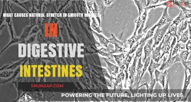 Natural Stretch in Smooth Muscle: Causes in Digestive Intestines Explained