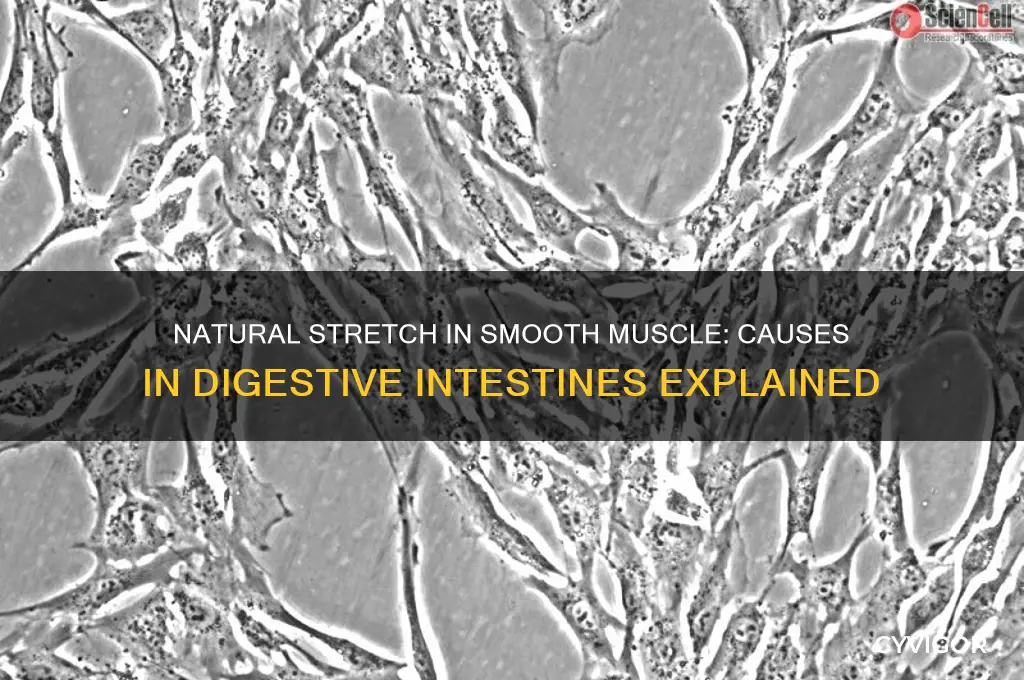 what causes natural stretch in smooth muscle in digestive intestines
