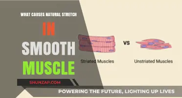 Understanding Natural Stretch in Smooth Muscle: Causes and Mechanisms
