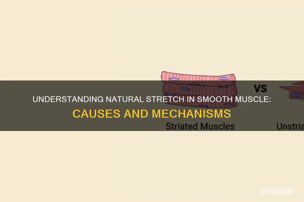 what causes natural stretch in smooth muscle