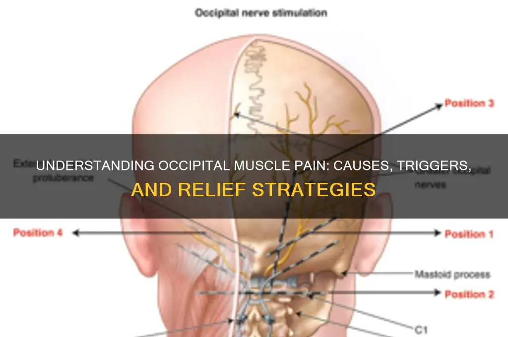what causes occipital muscle pain