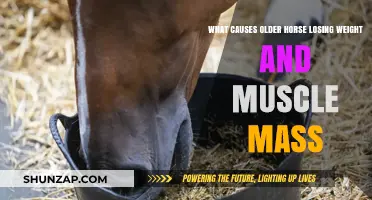 Understanding Weight and Muscle Loss in Aging Horses: Causes and Solutions