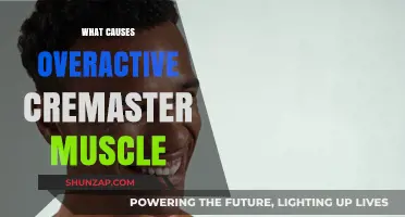 Understanding Overactive Cremaster Muscle: Causes and Contributing Factors Explained
