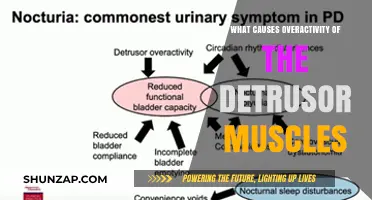 Understanding Detrusor Overactivity: Causes and Contributing Factors Explained