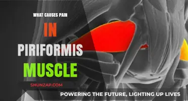 Understanding Piriformis Muscle Pain: Causes, Triggers, and Relief Strategies
