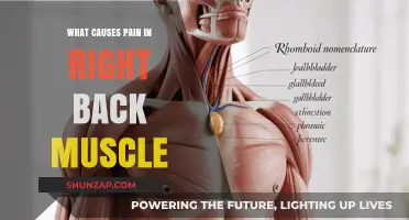 Understanding Right Back Muscle Pain: Common Causes and Triggers