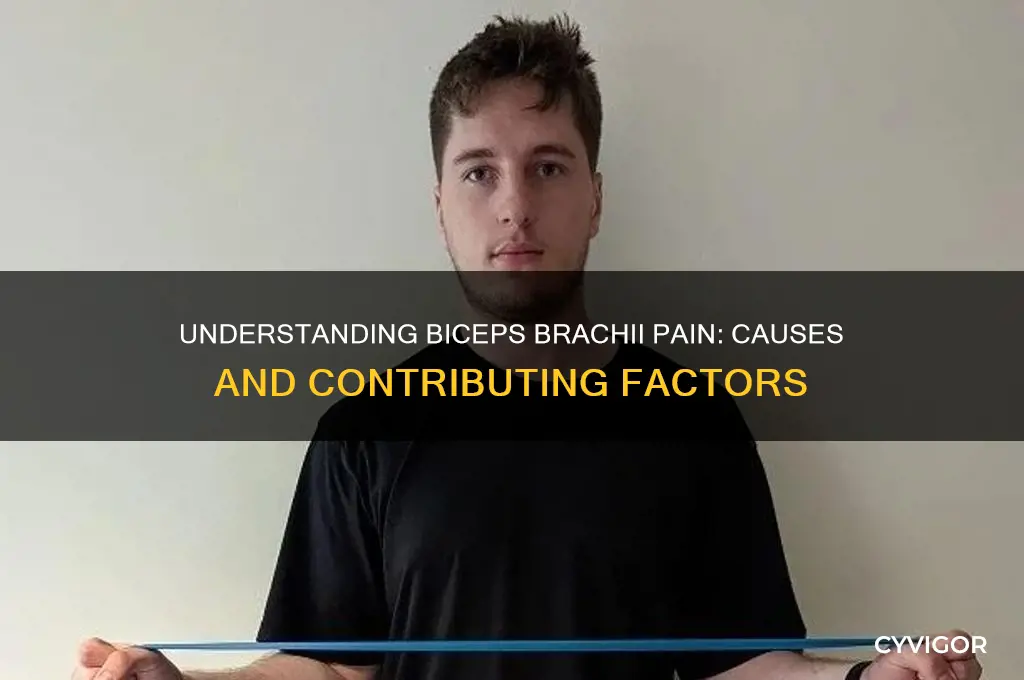 what causes pain in the biceps brachii muscle