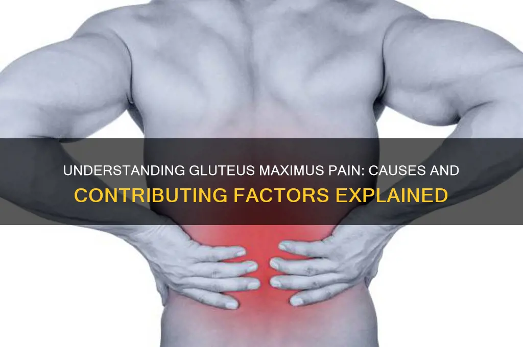 what causes pain in the gluteus maximus muscle