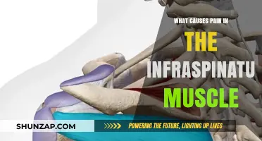 Understanding Infraspinatus Muscle Pain: Causes, Symptoms, and Relief Strategies