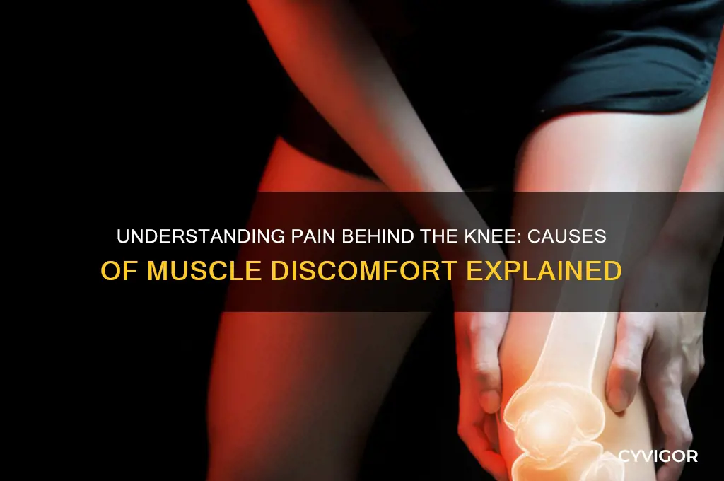 what causes pain in the muscle behind the knee