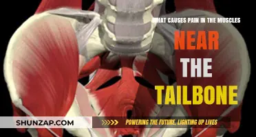 Understanding Tailbone Muscle Pain: Causes and Relief Strategies Explained