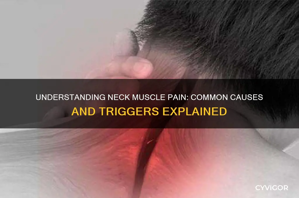 what causes pain in the neck muscles