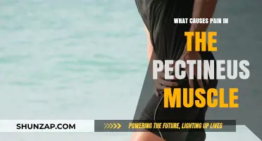 Understanding Pectineus Muscle Pain: Causes, Symptoms, and Relief Strategies