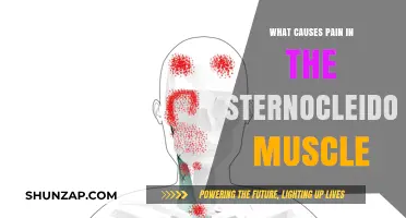 Sternocleidomastoid Muscle Pain: Causes, Triggers, and Relief Strategies Explained