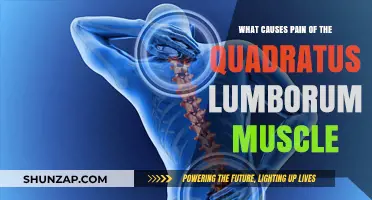 Understanding Quadratus Lumborum Pain: Causes and Triggers Explained