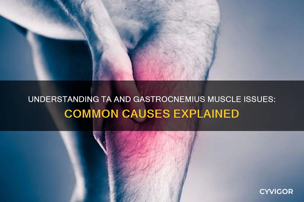 what causes problems with ta and gastrocnemus muscles