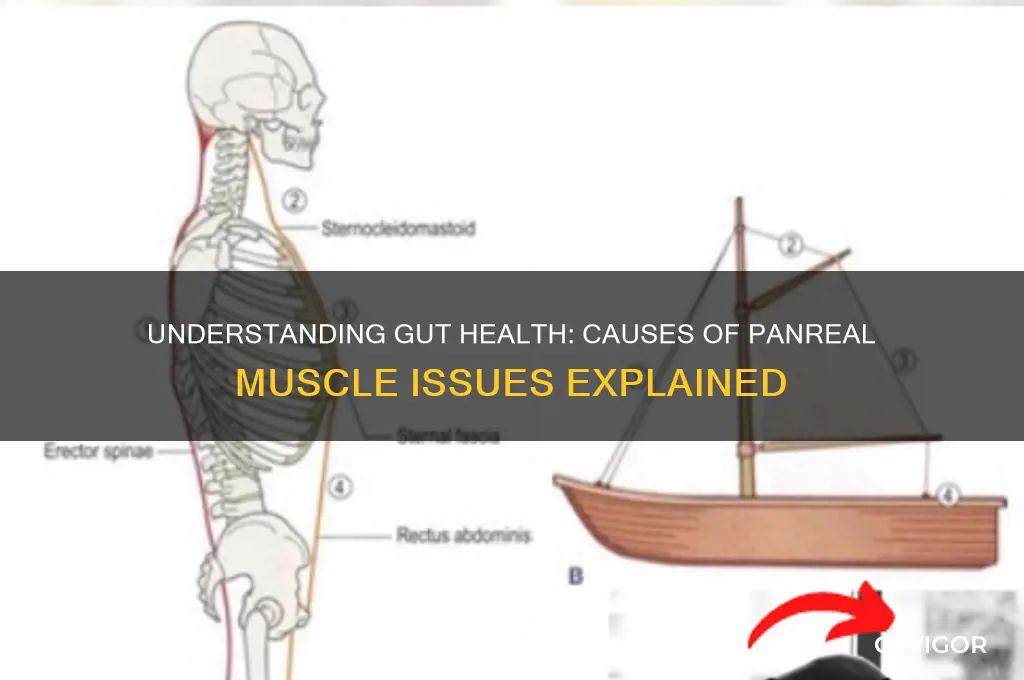 what causes problems with the panreal muscles in the gut