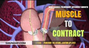 Pulmonary Arteriole Smooth Muscle Contraction: Key Triggers and Mechanisms