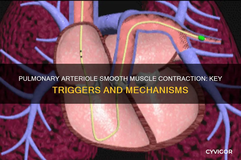 what causes pulmonary arteriole smooth muscle to contract