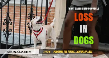 Rapid Muscle Loss in Dogs: Causes and Concerns Explained