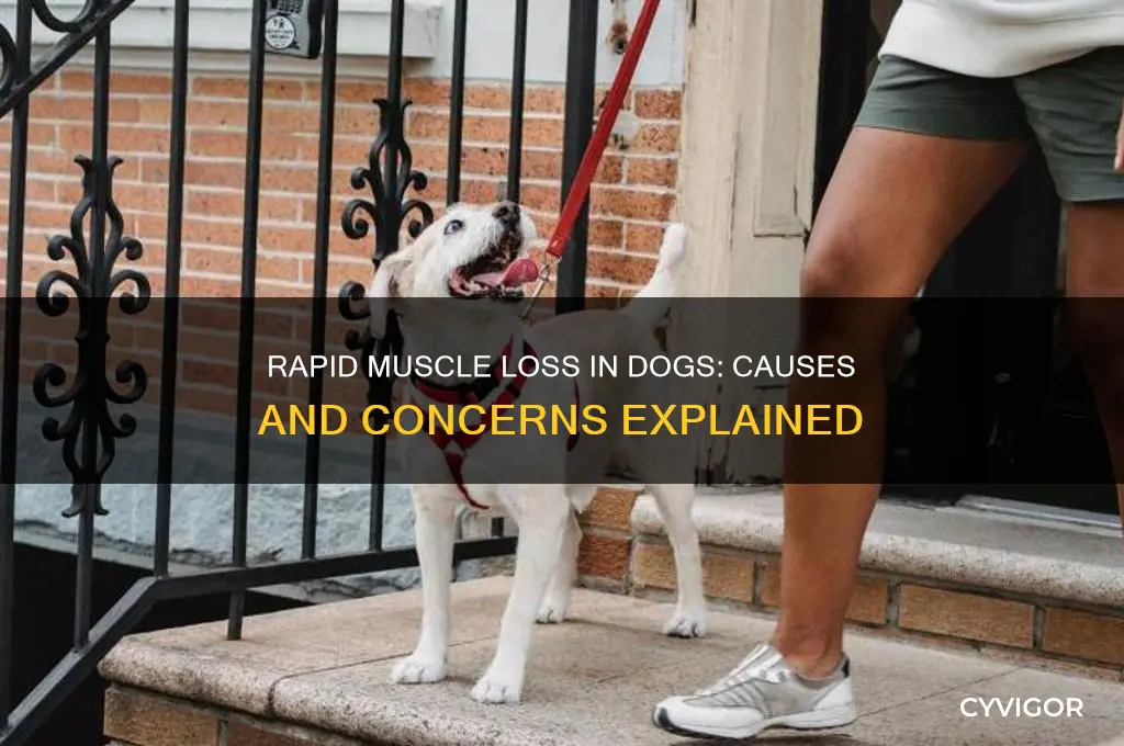 what causes rapid muscle loss in dogs