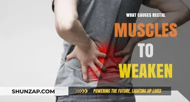 Understanding Rectal Muscle Weakness: Causes and Contributing Factors Explained