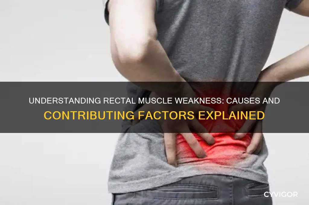 what causes rectal muscles to weaken