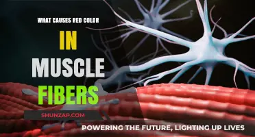 Unveiling the Science Behind Red Muscle Fibers: Causes Explained