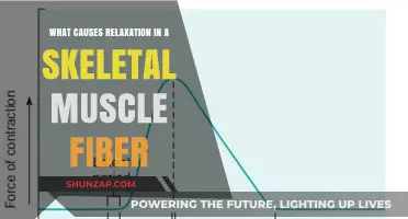 Unraveling the Mechanism Behind Skeletal Muscle Fiber Relaxation