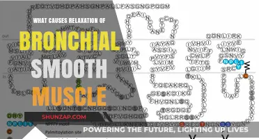 Understanding Bronchial Smooth Muscle Relaxation: Key Triggers and Mechanisms