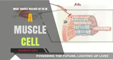 Calcium Release in Muscle Cells: Triggers and Mechanisms Explained