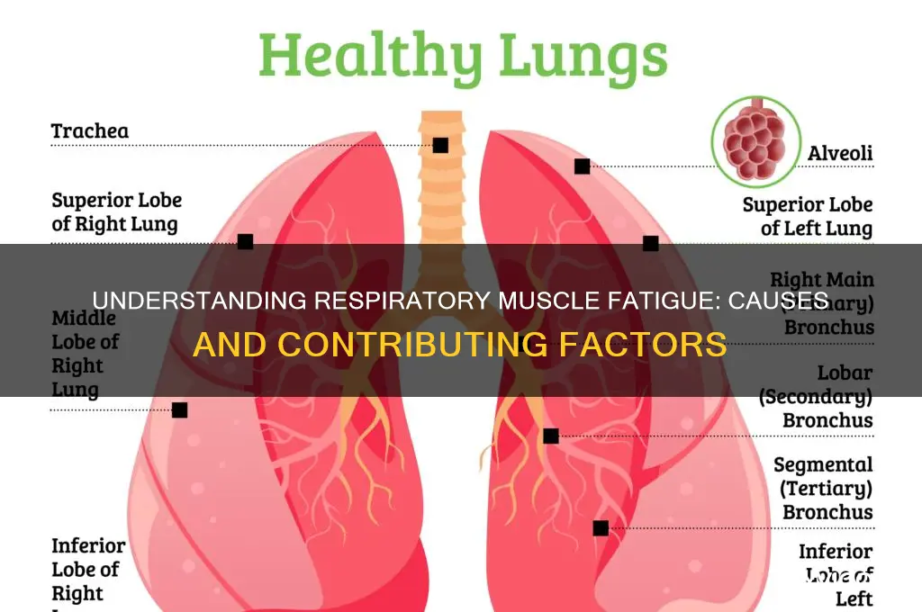 what causes respirstory muscle fatigue