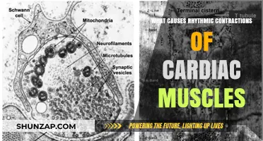 Understanding the Mechanisms Behind Cardiac Muscle's Rhythmic Contractions
