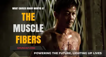 Unraveling Rigor Mortis: The Science Behind Muscle Fiber Stiffening