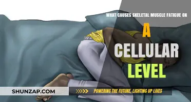 Unraveling the Cellular Mechanisms Behind Skeletal Muscle Fatigue