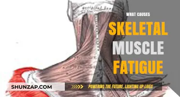 Understanding Skeletal Muscle Fatigue: Causes and Contributing Factors Explained