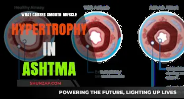 Unraveling the Causes of Smooth Muscle Hypertrophy in Asthma
