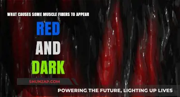Why Some Muscle Fibers Look Red and Dark: Uncovering the Causes