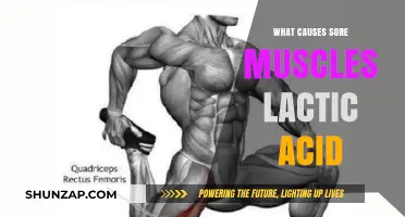 Sore Muscles and Lactic Acid: Unraveling the Post-Workout Pain Mystery