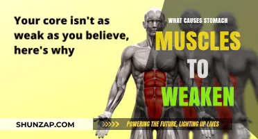 Understanding the Factors Behind Weakening Stomach Muscles and How to Strengthen Them