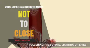 Why Your Stomach Sphincter Muscle Fails to Close: Causes Explained