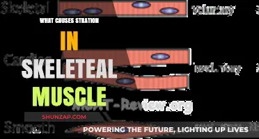Understanding the Causes of Striation in Skeletal Muscle: A Comprehensive Guide