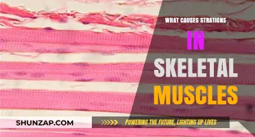 Understanding the Causes of Striations in Skeletal Muscles: A Comprehensive Guide