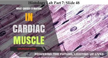 Understanding Striation in Cardiac Muscle: Causes and Mechanisms Explained