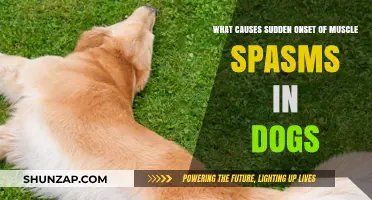 Sudden Muscle Spasms in Dogs: Causes and Concerns Explained